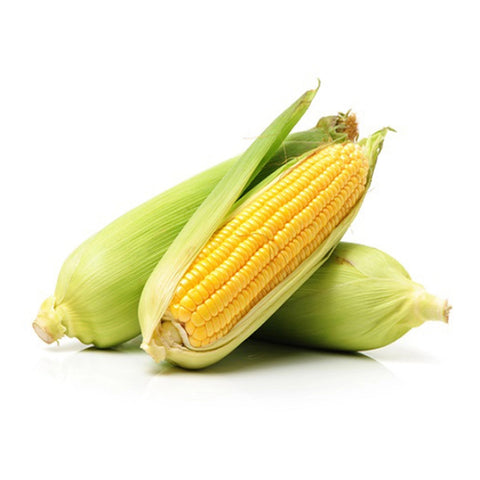 Fresh Sweet Corn